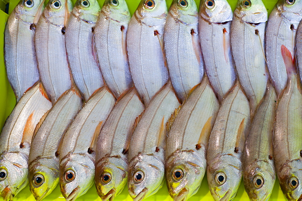 Freshly-caught fish at Confradia de Pescadores de Luarca, Confederation of Luarca Fishermen, at Puerto Luarca in Asturias, Spain