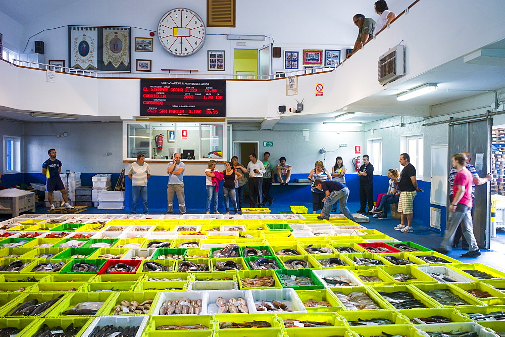 Auction of freshly-caught fish at Confradia de Pescadores de Luarca, Confederation of Luarca Fishermen, Puerto Luarca, Spain