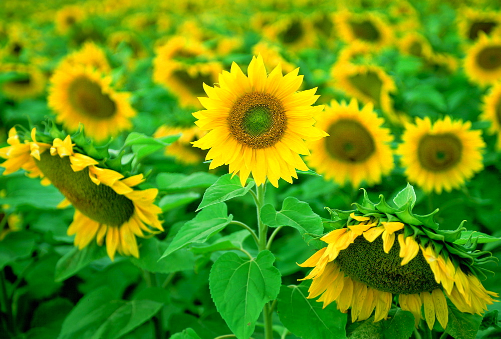 Sunflower plants in the Loire Valley in France