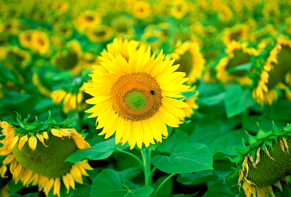 A bee feeding on a sunflower plant in the Loire Valley in France