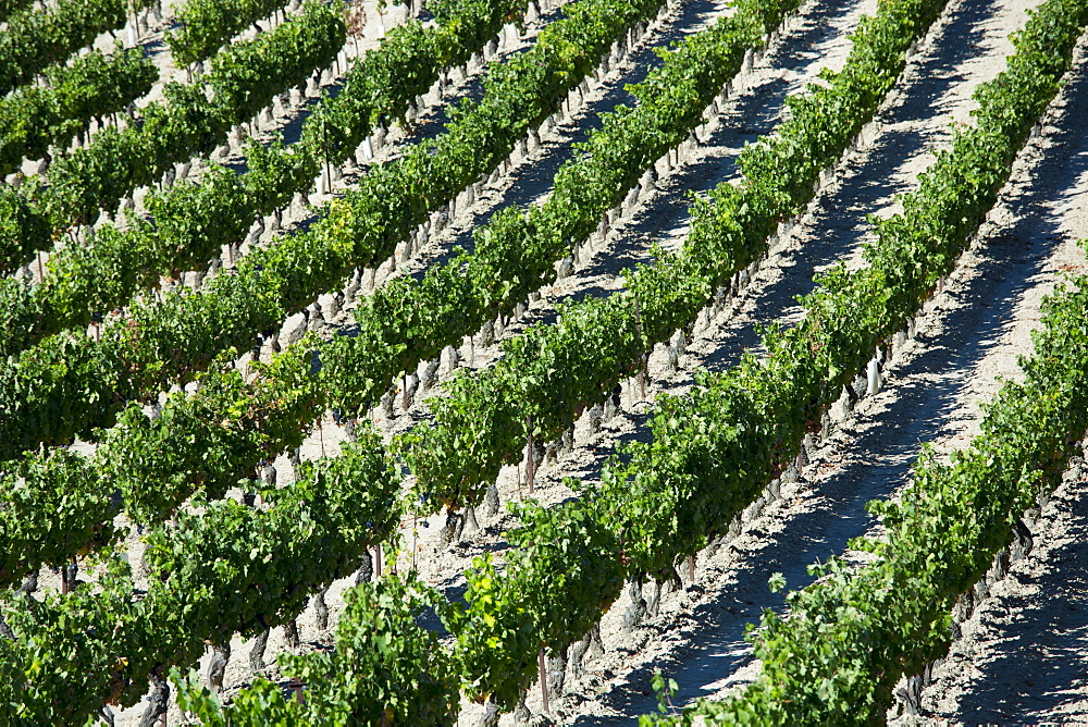 Marques de Riscal vineyard with black grapes for Rioja red wine  at Elciego in Rioja-Alaveda, Spain