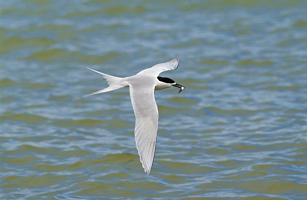 White-fronted tern  (Sterna Striata) in flight with fish in beak, across the Hauraki Gulf off the Coromandel Peninsula,  North Island, New Zealand