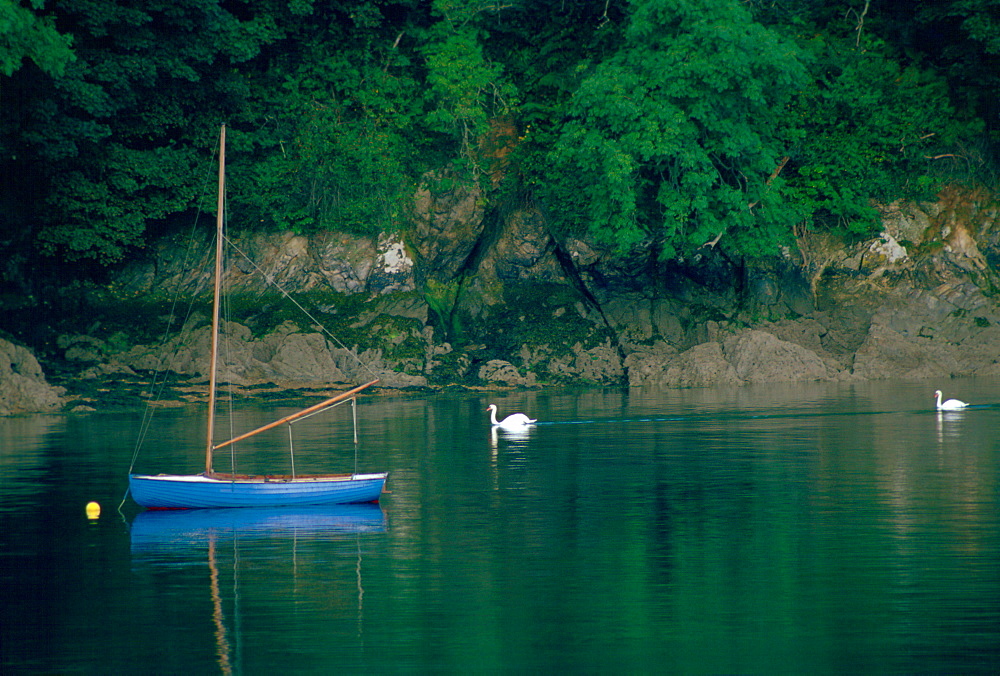 Swans and a boat on the Helford River in Cornwall, England