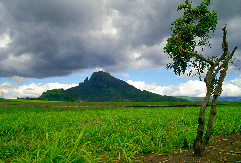 A cloudy sky over a mountain scene on the Indian Ocean island of Mauritius.  Crop of young sugar cane and a lone tree in the foreground.