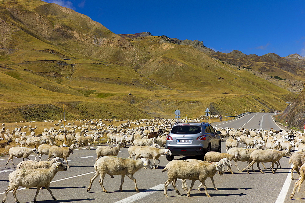 Sheep and goats roaming around Nissan Qashqai 4-wheel drive vehicle on road in Val de Tena in the Pyrenees Northern Spain