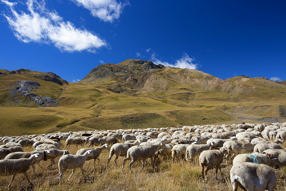 Mountain sheep and goats in Val de Tena at Formigal in the Spanish Pyrenees mountain, Northern Spain