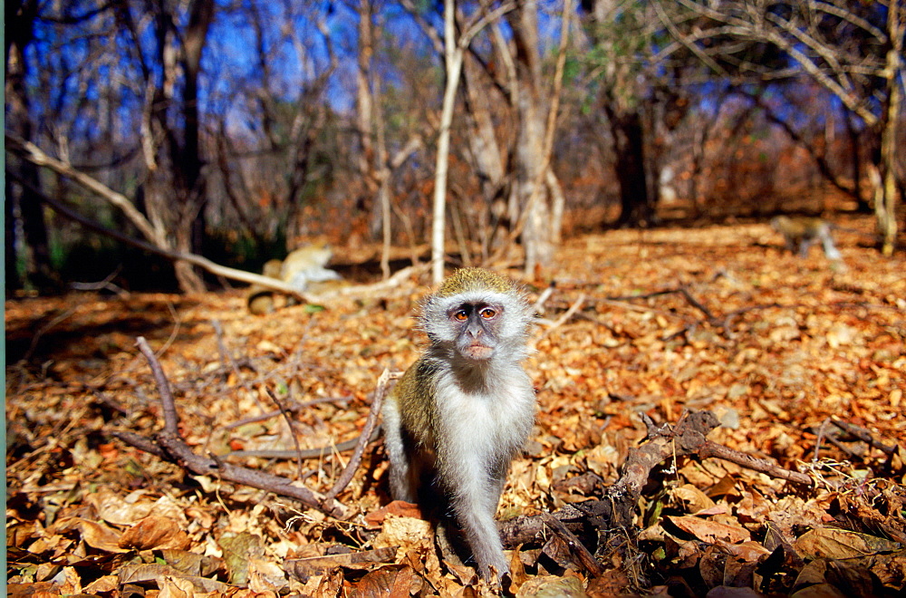 A Ververt monkey sitting on autumn leaves in the forest, Zimbabwe, Africa.