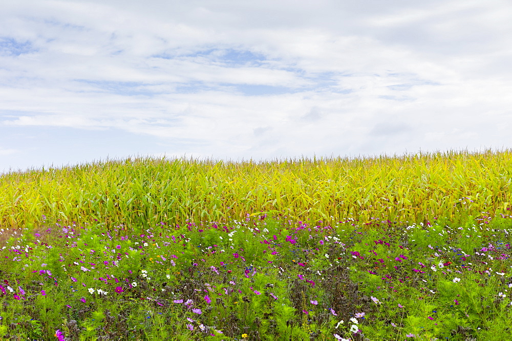 Wildflower border by maize crop in a field in rural Normandy, France