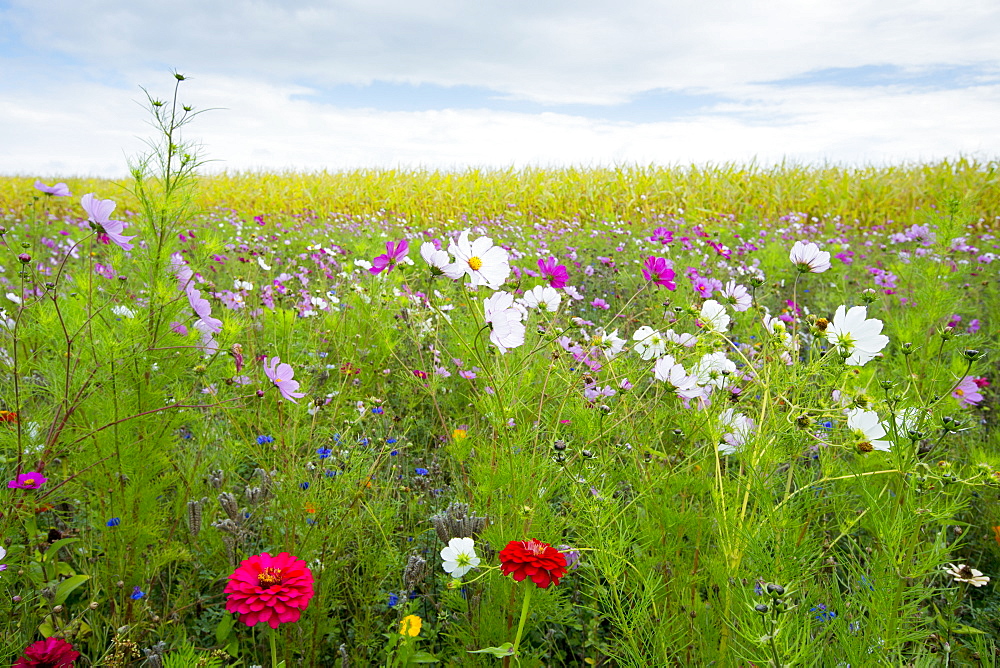 Wildflower border by maize crop in a field in rural Normandy, France