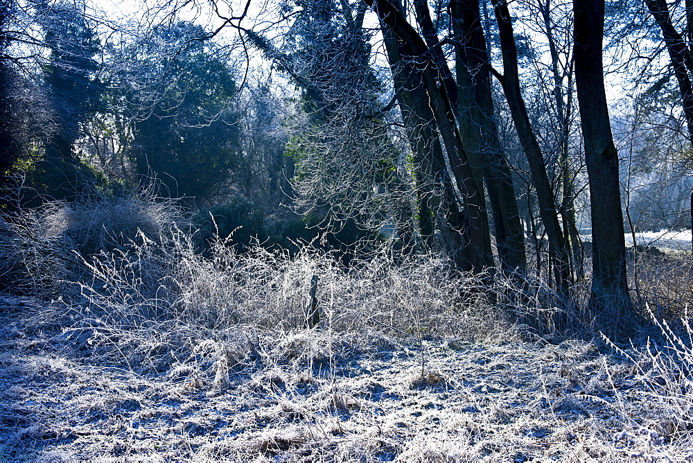 Woodland scene during hoar frost, The Cotswolds, Oxfordshire, United Kingdom