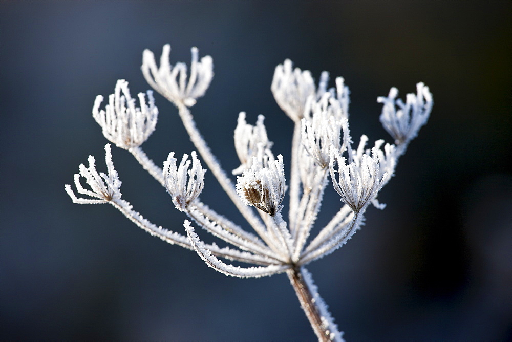 Hoar frost on cow parsley, The Cotswolds, Oxfordshire, United Kingdom