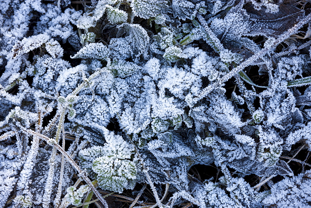 Leaves on woodland floor during hoar frost, Oxfordshire, United Kingdom