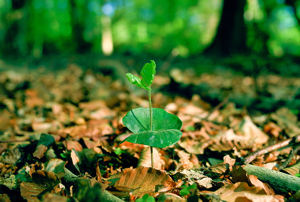 A young beech tree seedling sprouting among dead leaves in the New Forest in Hampshire, England