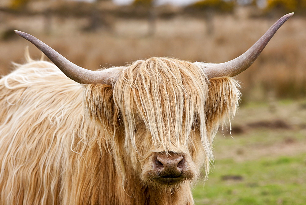 Blonde shaggy coated Highland cow with curved horns on Bodmin Moor, Cornwall