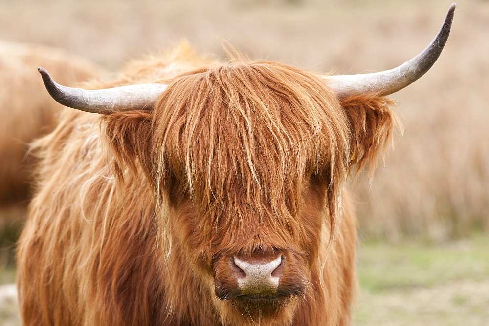 Brown shaggy coated Highland cow with curved horns on Bodmin Moor, Cornwall