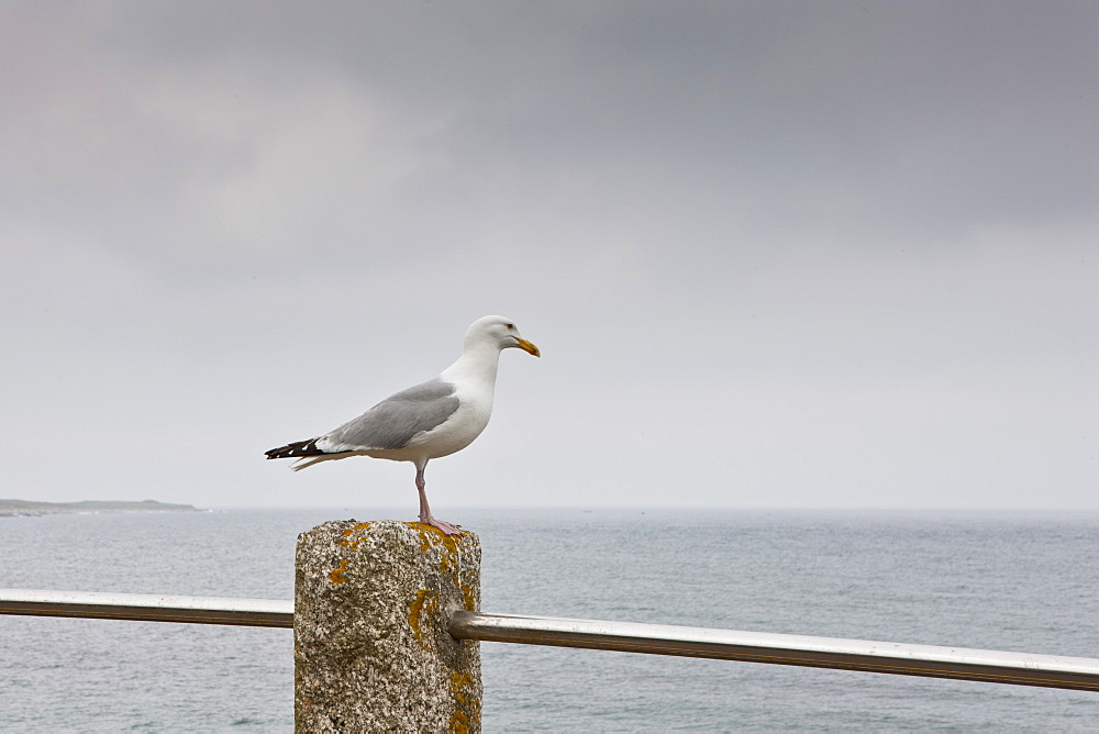 Lone seagull, Helford, Helston, Cornwall, England, UK