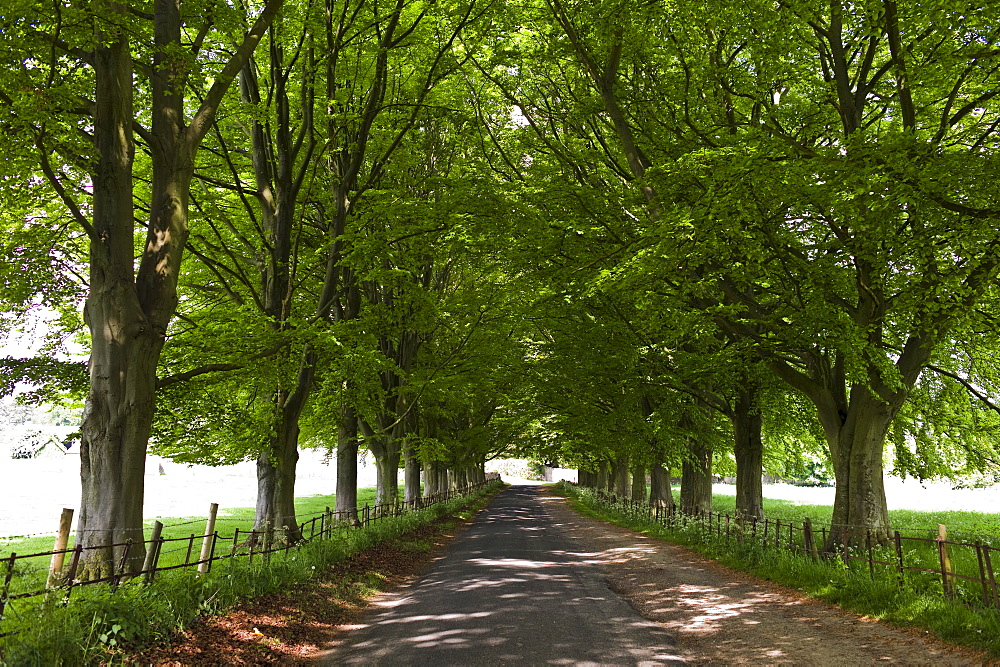 Avenue of Beech trees, Asthall, the Cotswolds, Oxfordshire, UK