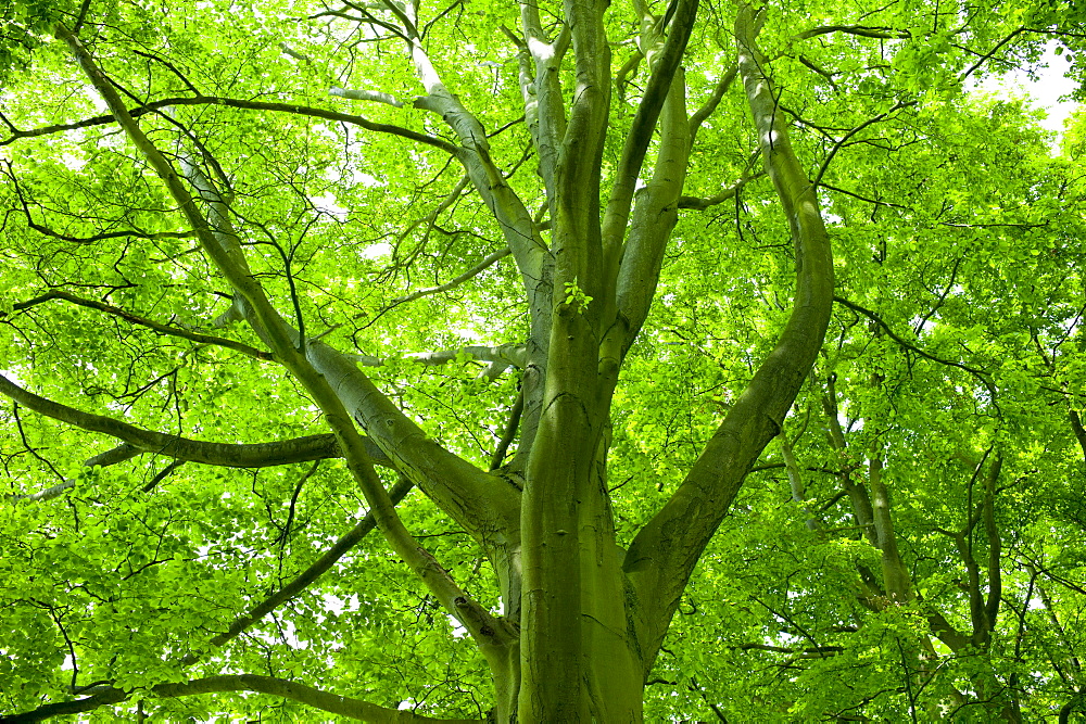 Beech tree, Asthall, the Cotswolds, Oxfordshire, UK