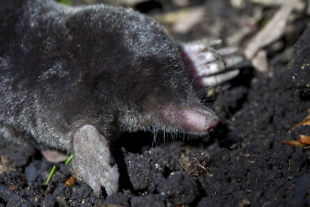 European mole, Talpa Europaea, in a country garden, the Cotswolds, Oxfordshire, UK