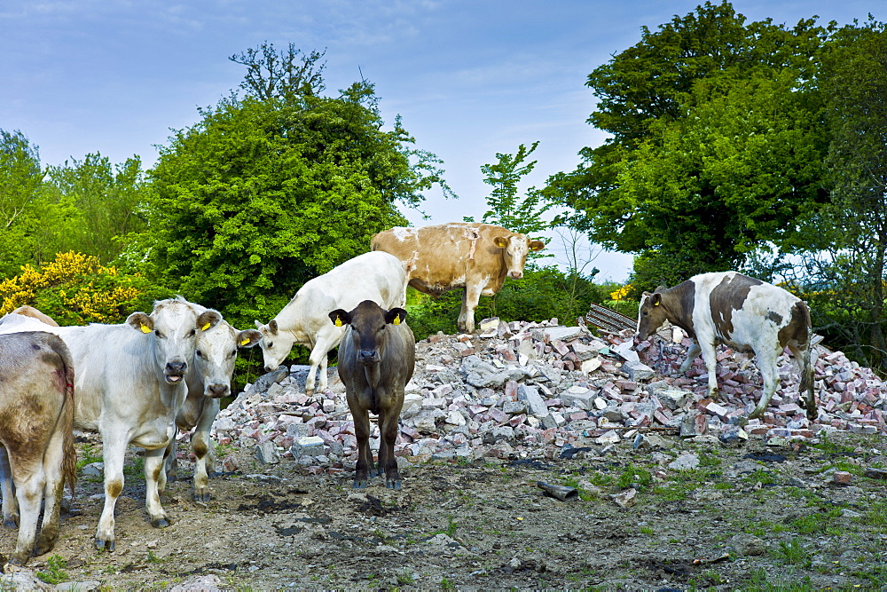 Irish cattle climb on builders' rubble near Tagoat, County Rosslare, Ireland