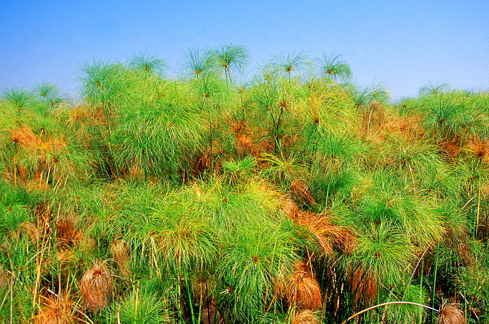 Papyrus growing in the Okavango Delta in Botswana, Africa