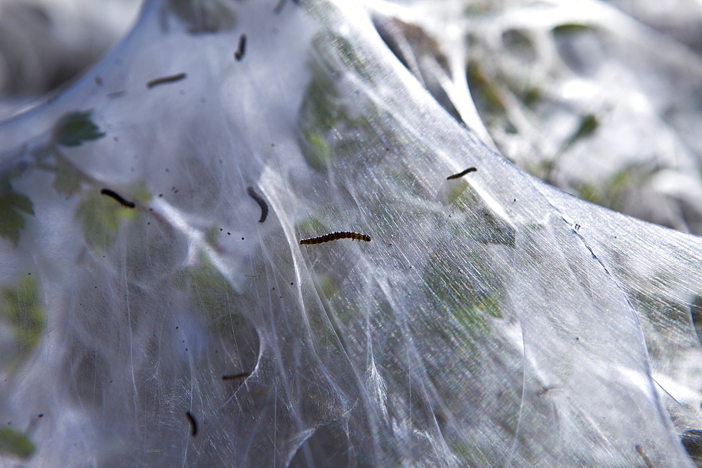 Larvae stage of Tent Moth, Eastern Tent Caterpillars, make tent of silk on host hedgerow in County Cork, Ireland