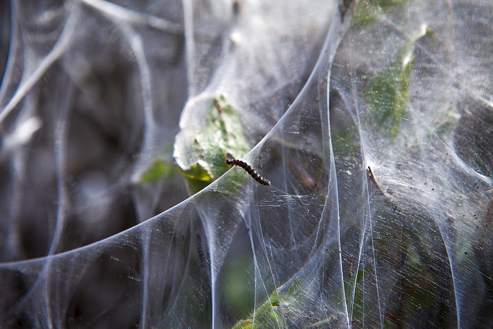 Larvae stage of Tent Moth, Eastern Tent Caterpillars, make tent of silk on host hedgerow in County Cork, Ireland