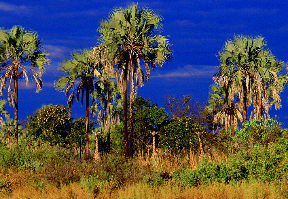 Herd of giraffes well camouflaged and peering from their hiding place among the palm trees and shrubs, Moremi National Park, Botswana, Southern Africa