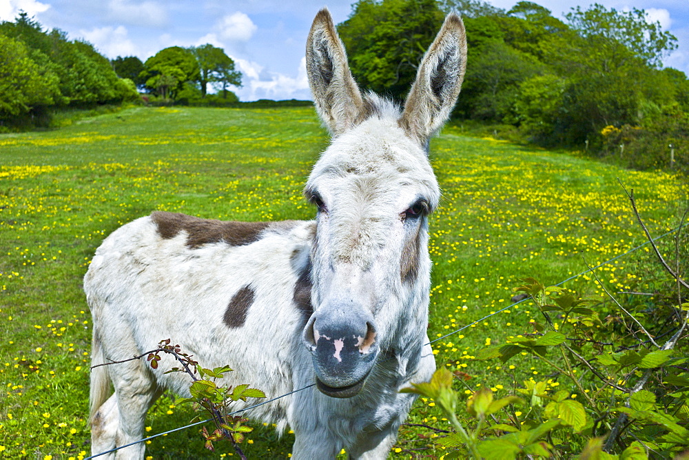 Traditional Irish donkey in County Cork, Ireland