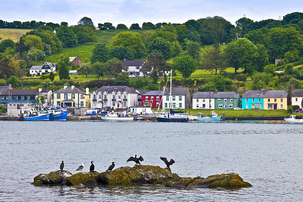 Cormorant birds and Black Backed Gull in Courtmacsharry Bay, County Cork, Ireland