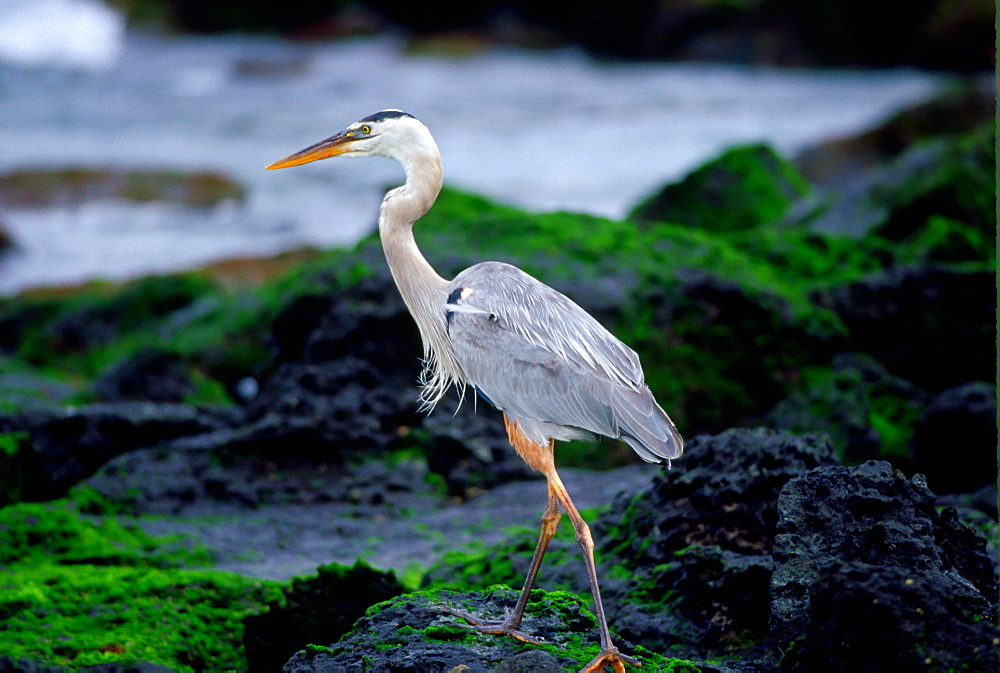 Great Blue Heron on Santa Cruz,  Galapagos Islands, Ecuador