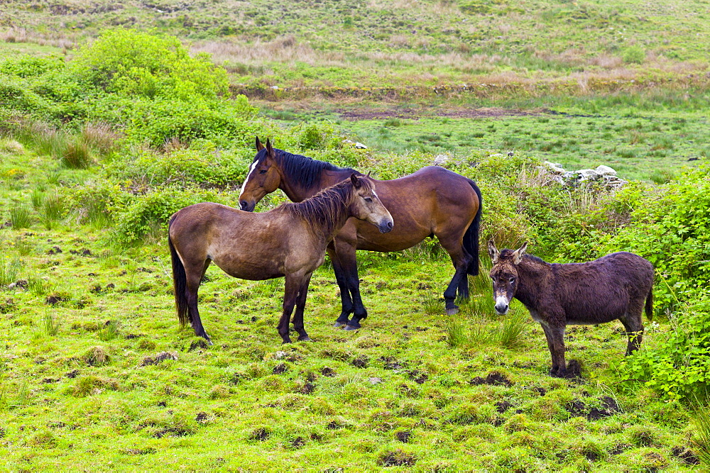 Small, medium and large, Irish horses and donkey in County Clare, West of Ireland