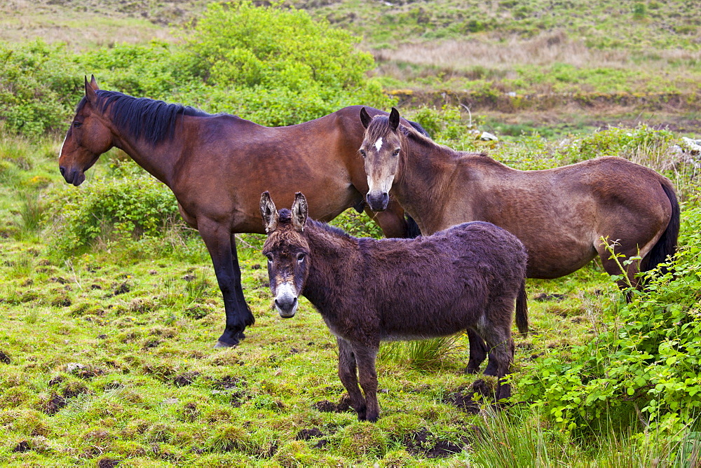 Small, medium and large, Irish horses and donkey in County Clare, West of Ireland