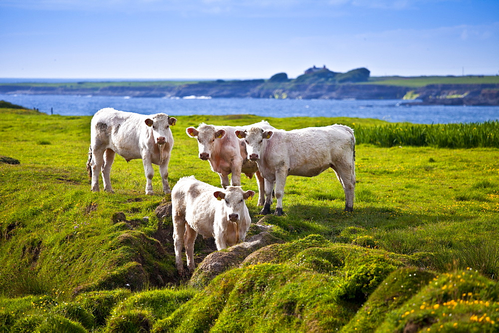 Charolais cattle on coastal pasture in County Clare, West Coast of Ireland