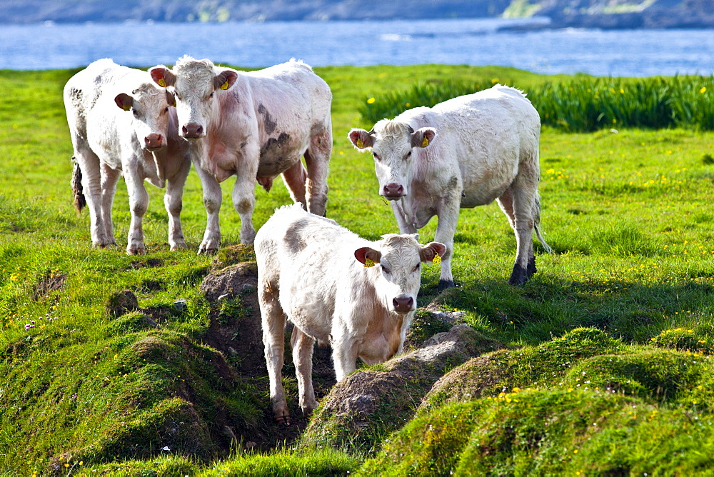 Charolais cattle on coastal pasture in County Clare, West Coast of Ireland