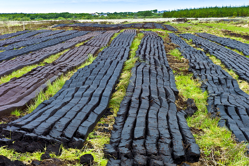 Turf cut by machine laid out to dry at Mountrivers peat bog, County Clare, West of Ireland