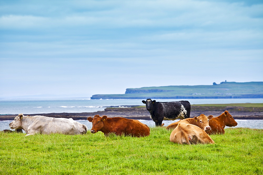 Herd of cattle by the coast in County Clare, West Coast of Ireland