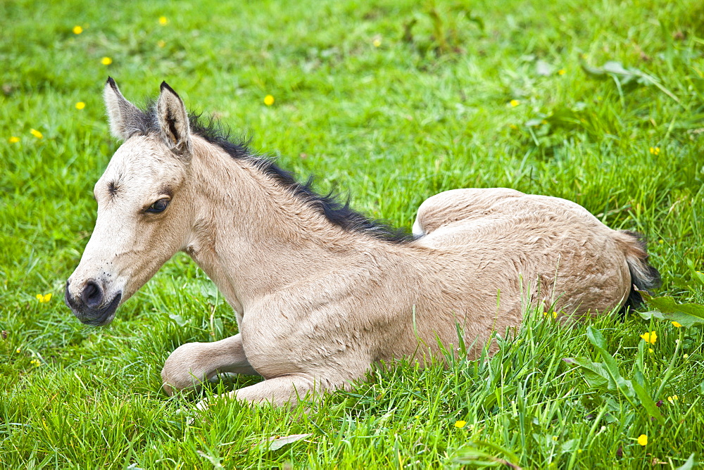 Young cute foal in a meadow in County Clare, West of Ireland