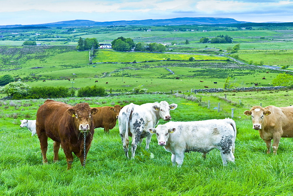 Bull tethered with nose ring and chain in with herd of cows in County Clare, West of Ireland