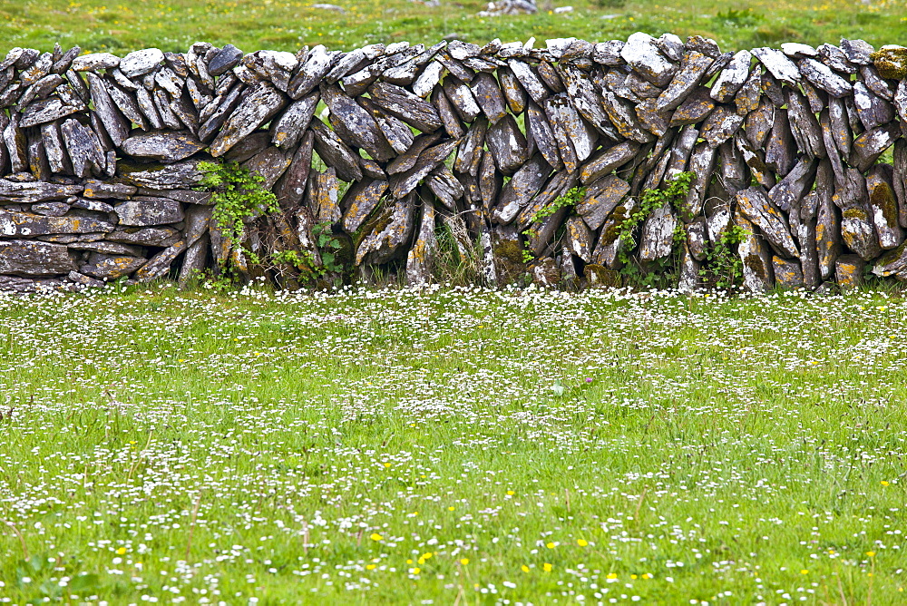 Traditional dry stone wall and meadow in The Burren, County Clare, West of Ireland