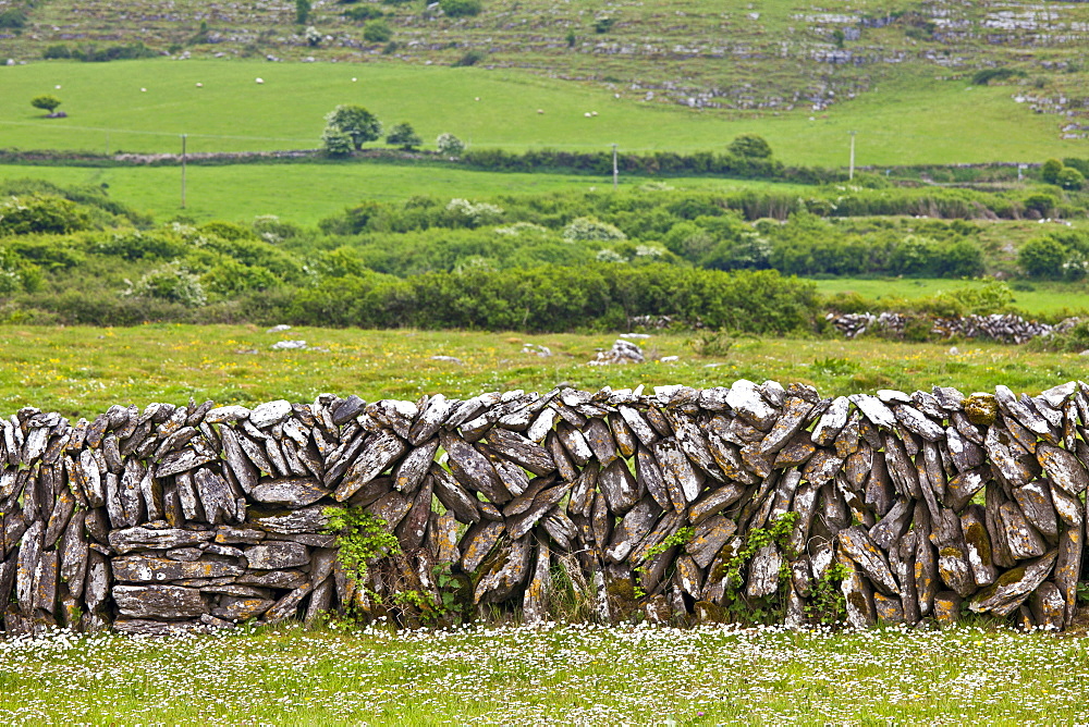 Traditional dry stone wall and meadow in The Burren, County Clare, West of Ireland