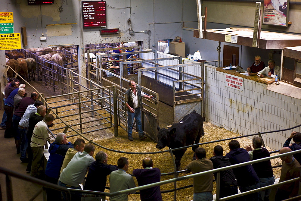 Farmers at cattle auction in Ennis, County Clare, West of Ireland