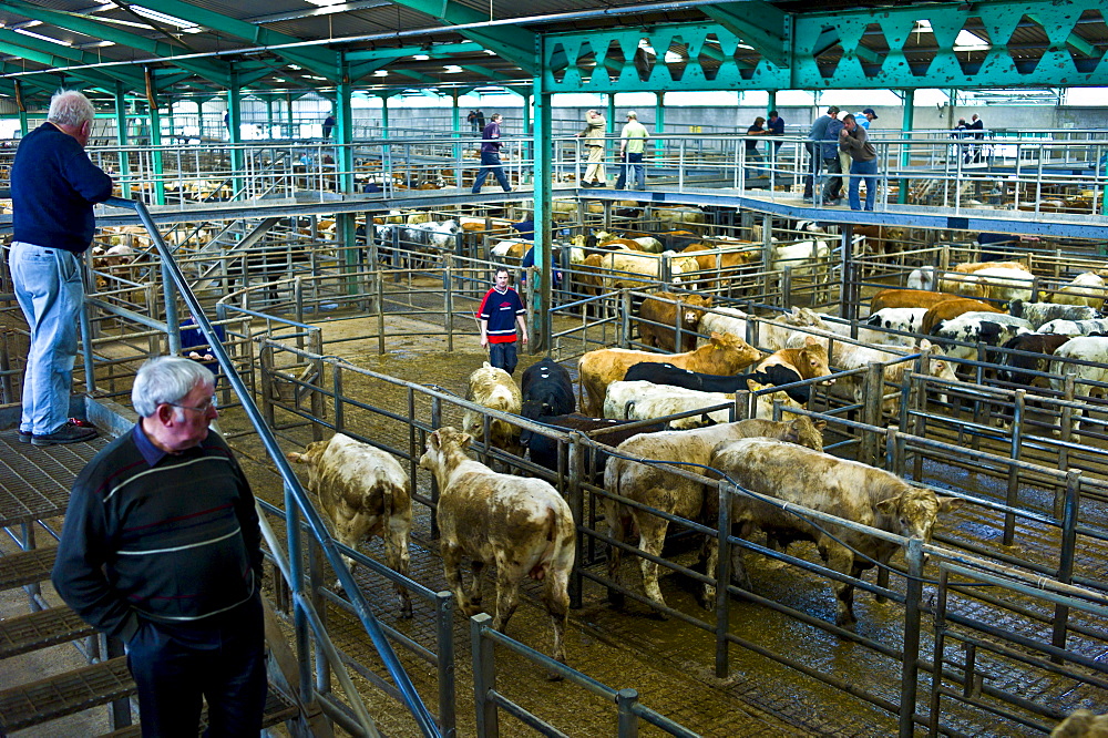 Farmers at cattle auction in Ennis, County Clare, West of Ireland