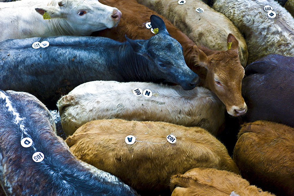 Young calves crammed tightly together in a pen at cattle auction in Ennis, County Clare, West of Ireland