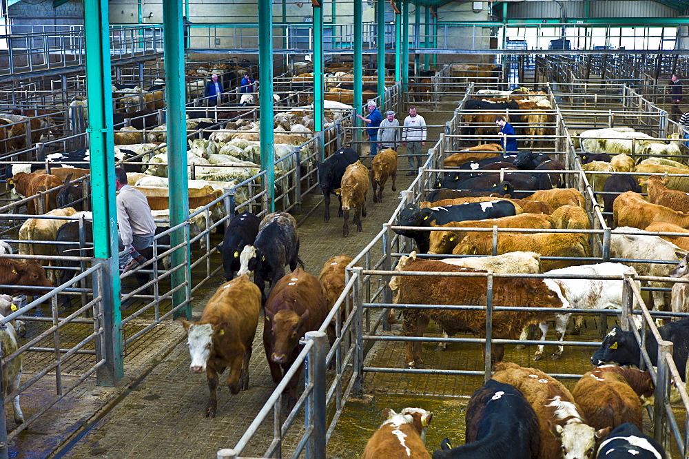 Cattle crammed tightly together in a pen at cattle auction in Ennis, County Clare, West of Ireland