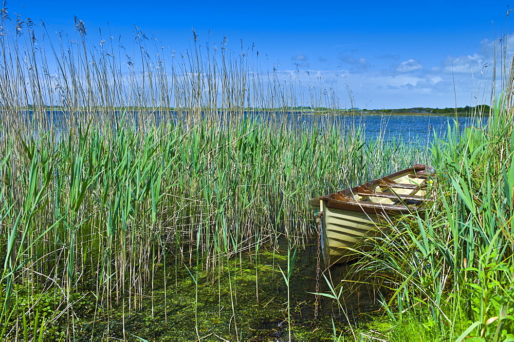 Boat among the reeds at Lough Muckanagh, County Clare, West of Ireland