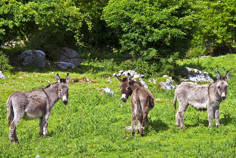 Traditional Irish brown and grey donkeys in The Burren, County Clare, West of Ireland