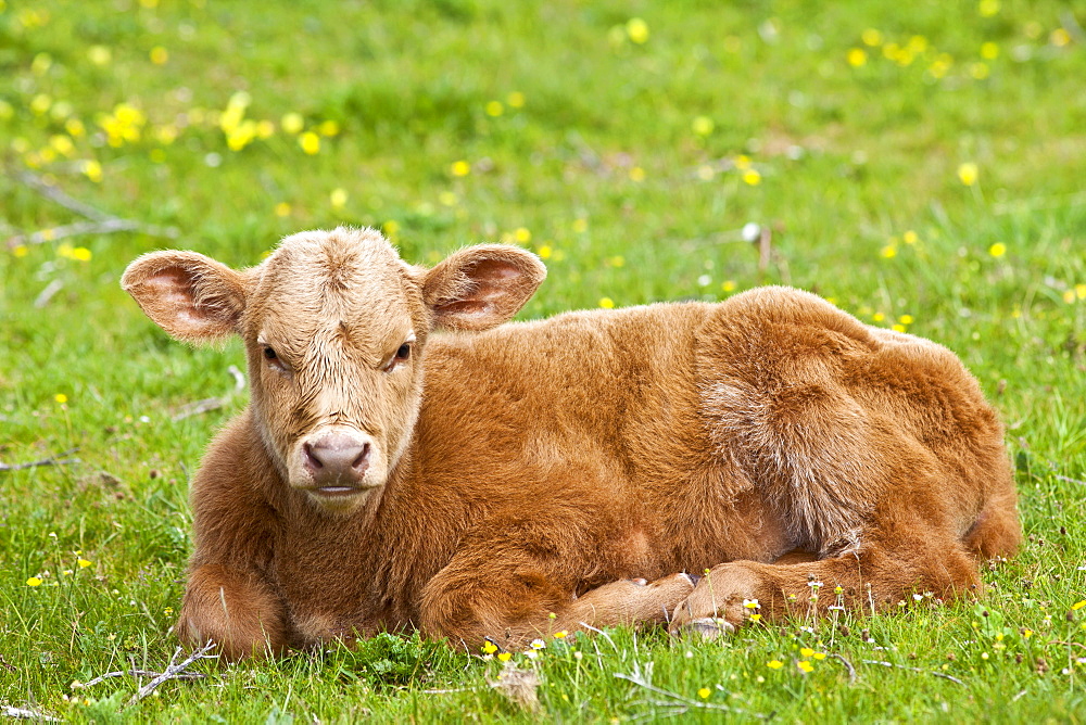 Young brown calf  in buttercup meadow, County Clare, West of Ireland