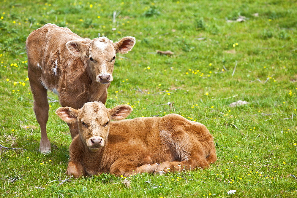 Young brown calves in buttercup meadow, County Clare, West of Ireland