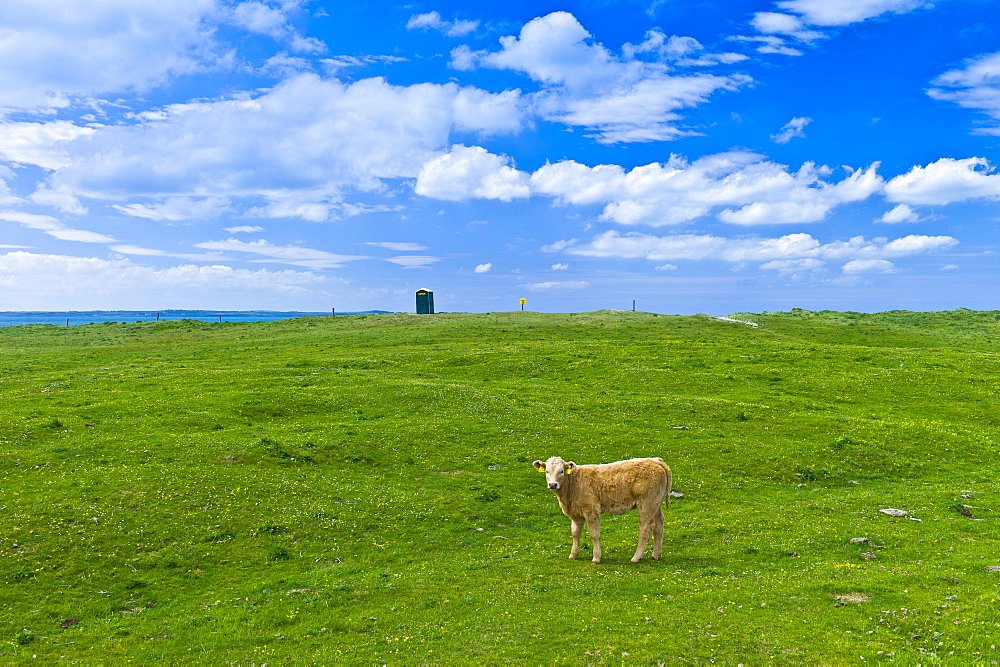 Young brown calf  in buttercup meadow, County Clare, West of Ireland